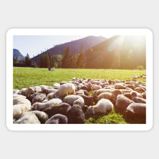 Sheep herd lying on green pasture Sticker